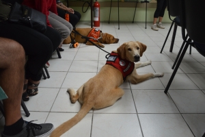 Cacho specializa 'Rocky' a ‘steal the show’ diadomingo atardi