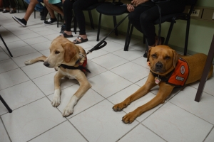 Cacho specializa 'Rocky' a ‘steal the show’ diadomingo atardi