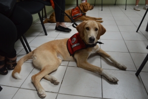 Cacho specializa 'Rocky' a ‘steal the show’ diadomingo atardi