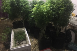 Plantacion di marihuana descubri na cas na Bushistraat