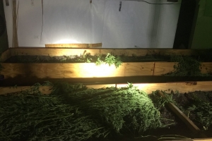 Plantacion di marihuana descubri na cas na Bushistraat