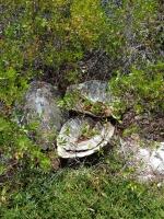 Restonan di tortuga protegi descubri ariba rif