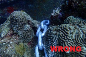 DMM: No mara boto na coral pasobra ta haci esaki daño