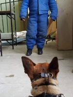 Unidad BOT-K9 Arubano di KIA/CEA a entrena polis Mericano na St. Paul Minnesota