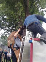 Unidad BOT-K9 Arubano di KIA/CEA a entrena polis Mericano na St. Paul Minnesota