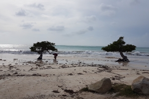 Laman bruto a subi tera na Eagle y Palm Beach diadomingo 