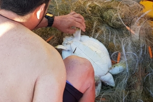DNM: Incidente di turtuganan pega den reda ta contra ley 