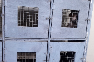 Aunke a cer'e, hende ta sigui laga bestia atras na Kill Cage