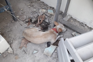 Aunke a cer'e, hende ta sigui laga bestia atras na Kill Cage