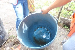 DVG:  GKMB ta encontrando hopi criadero na casnan