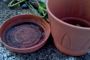 DVG:  GKMB ta encontrando hopi criadero na casnan