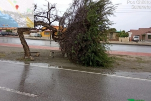 Varios caso di mata di kwihi riba caminda debi na biento fuerte     