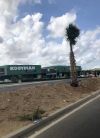 DOW: Hendenan a ‘coi’ sosten di pal'i coco riba Watty Vos Boulevard