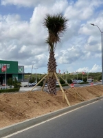 DOW: Hendenan a ‘coi’ sosten di pal'i coco riba Watty Vos Boulevard