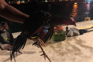 Warda Costa a intercepta boto cu 14 indocumenta Venezolano yegando Aruba 
