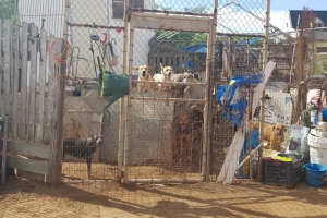 Autoridad a tuma accion contra señora bibando cu yen cacho den situacion a higienico 