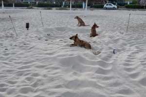 Turtugaruba a bolbe entrega keho tocante cachonan riba beach