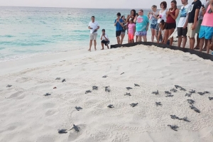 Turtugaruba a bolbe entrega keho tocante cachonan riba beach