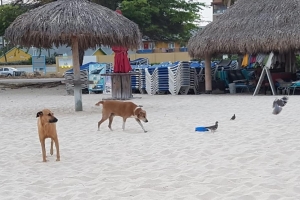 Turtugaruba a bolbe entrega keho tocante cachonan riba beach