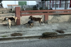 Stichting Parkietenbos: Cachonan riba caya ta ataca habitantenan di bario  