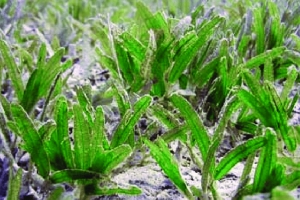 Estudio scientifico local: Pisca por proteha ecosistemanan contra invasion di yerba di lama