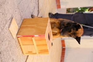 KPA ta recorda K9 Jack cu recientemente a fayece   