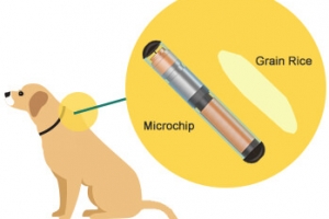 Arends: Tin intencion pa ‘microchip’ mayoria di cacho domestico na Aruba 