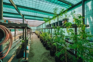 FPNA a inaugura su Centro di Cultivo riba Dia di Mama Tera 