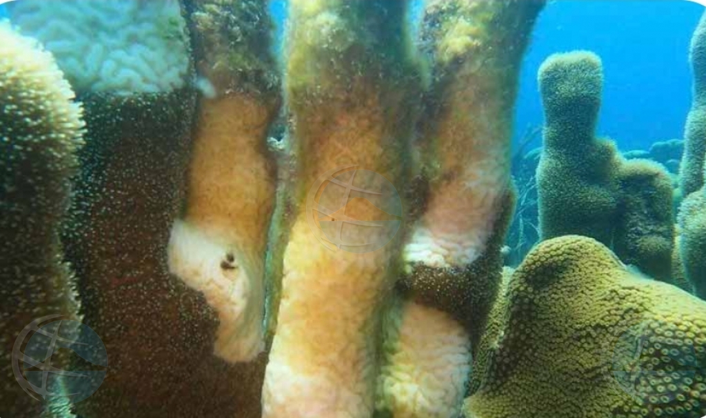 DNM: Preocupa cu e malesa di perdida di tehido di coralnan, Stony Corals 