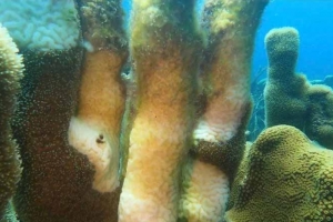 DNM: Preocupa cu e malesa di perdida di tehido di coralnan, Stony Corals 