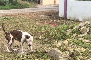 Stichting Parkietenbos: Cera cachonan di dump riba dump pa seguridad di hende