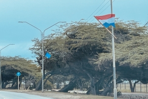 Aruba ta cla y dorna pa ricibi bishita di famia Real 