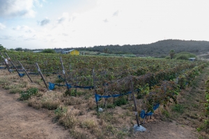 Aruba tin su propio viñedo, bodega y distileria Alto Vista Winery, produciendo biña y rum localmente