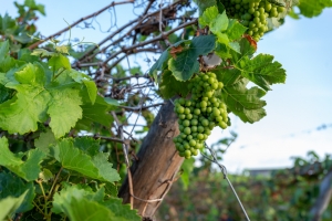 Aruba tin su propio viñedo, bodega y distileria Alto Vista Winery, produciendo biña y rum localmente