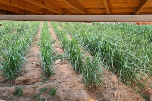 Aruba tin su propio viñedo, bodega y distileria Alto Vista Winery, produciendo biña y rum localmente
