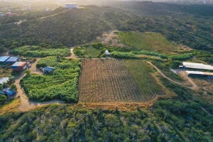 Aruba tin su propio viñedo, bodega y distileria Alto Vista Winery, produciendo biña y rum localmente