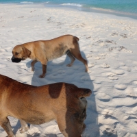 Turtugaruba: Cachonan riba beach ta destruyendo neishinan di turtuganan atrobe   