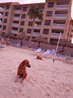 Turtugaruba: Cachonan riba beach ta destruyendo neishinan di turtuganan atrobe   