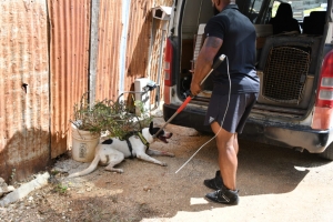 Na Corsou cacho a ataca propio doño y morde malamente  