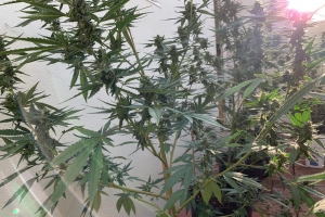 Polis a descubri plantacion y basta paki di droga na un cas na San Nicolas 