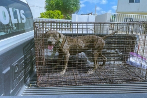 Polis a multa 21 habitante mas debi na problema cu nan cacho  