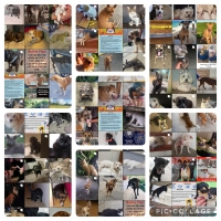 Mas cu 225 mascota a perde den 7 dia na Aruba debi na tiramento di klapchi