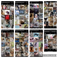 Mas cu 225 mascota a perde den 7 dia na Aruba debi na tiramento di klapchi