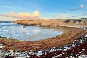 Cantidad grandi di Sargassum a yega costa di Corsou 
