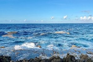 Cantidad grandi di Sargassum a yega costa di Corsou 