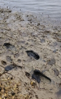 Stichting Parkietenbos kier accion y decision di gobierno awor cu habitantenan a papia