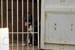 Na Corsou, un turista a keda ataca severamente pa varios cacho di rasa pitbull 