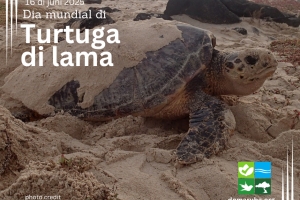 DNM: Aruba a reafirma compromiso pa proteha turtuga riba Dia Mundial di Turtuga 