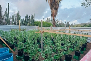 Polis a descubri plantacion grandi di marihuana durante entrada hudicial  