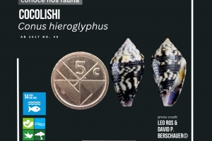 Arubaconus hieroglyphus ta un cocolishi endemico di lama  